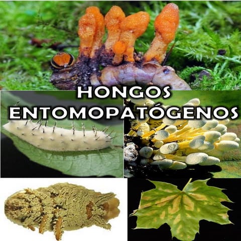 Ya libro hongos entomopatogenos | PDF