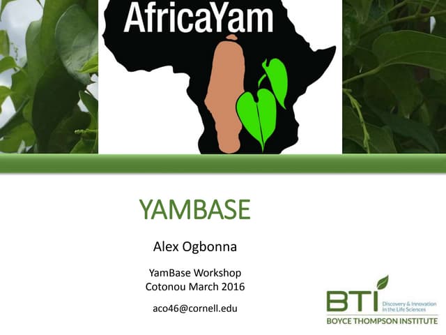 Introduction to YamBase