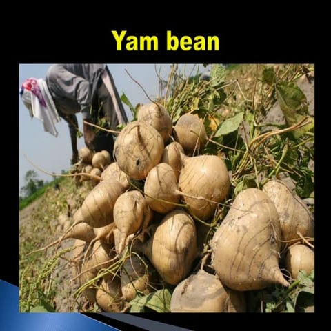 Yam bean