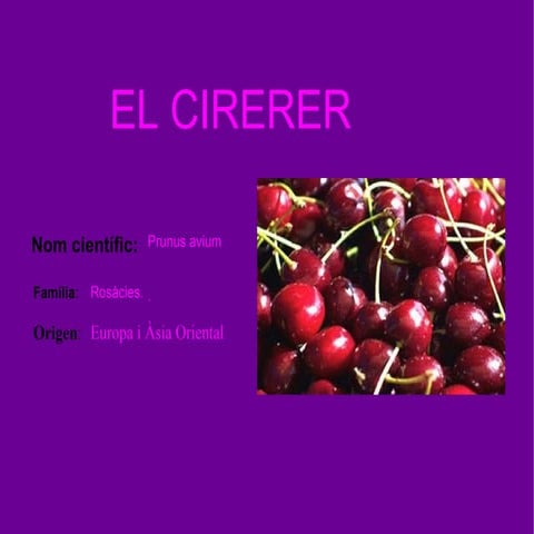 Yamina - Lobna - Estefania