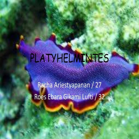 BIOLOGI SMA KELAS 10 ANIMALIA Platyhelmintes