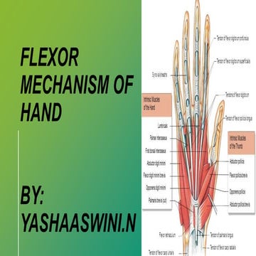 The flexor mechanism of the hand refers to the complex system of tendons, mus...