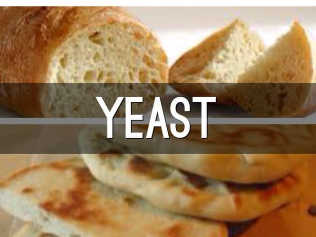 Yeast