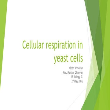 Yeast cellular respiration lab report (karen krmoyan) (1)