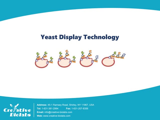 Yeast Display Technology - Creative Biolabs