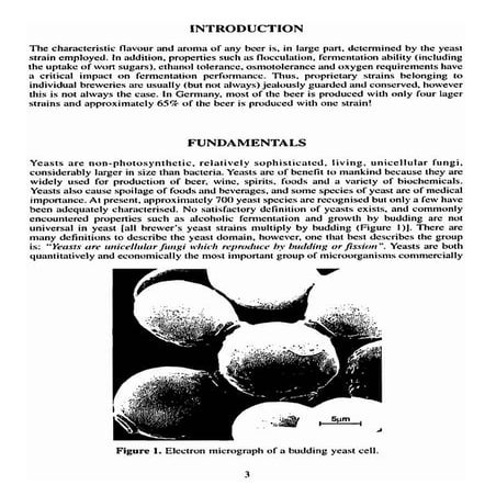 Yeast for beer production