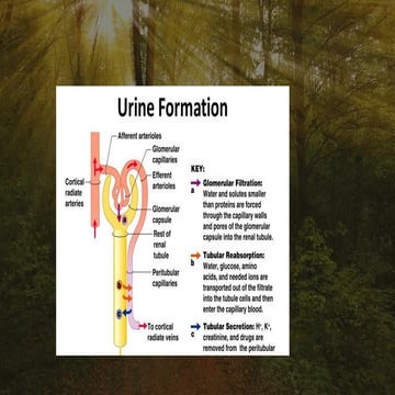 Detailed Overview of Urine Formation and Glomerular Filtration in the ...
