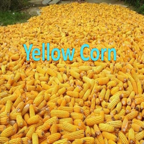 Yellow corn