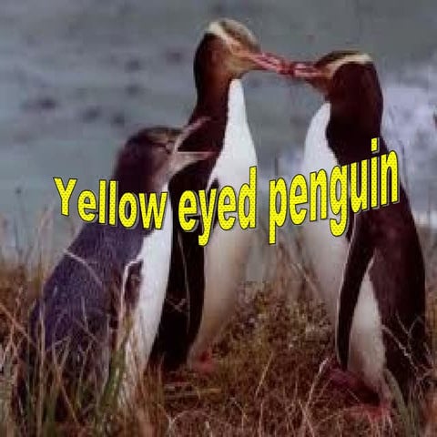 Yellow eyed penguin by Lucy
