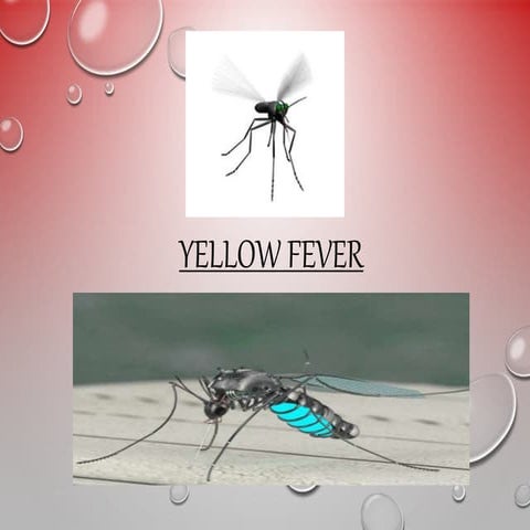 Yellow fever { Africa and South America}