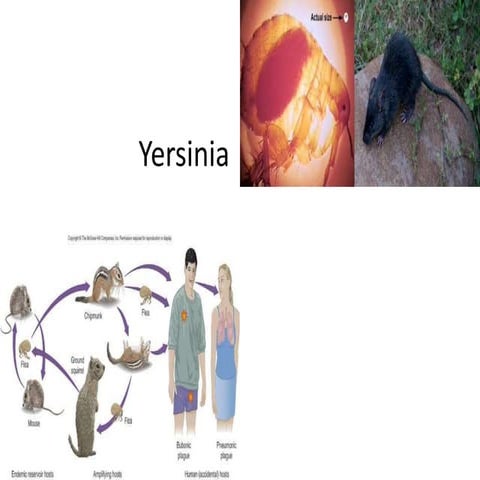 Yersenia