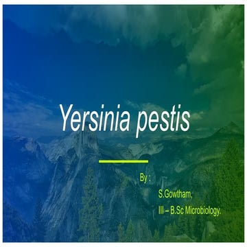 Yersinia pestis presentation