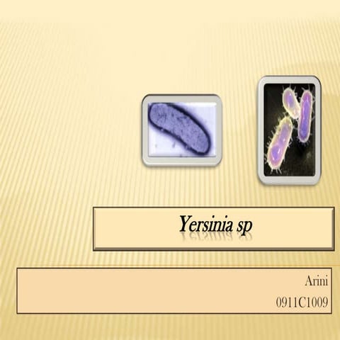 Yersinia sp | PPTX