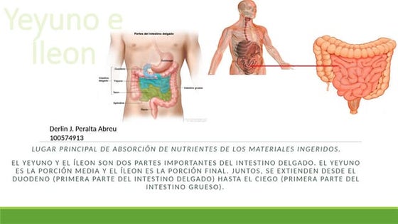 YEYUNO E ILEON, ANATOMIA, RELACIONES, IRRIGACION, INERVACION. | PPT