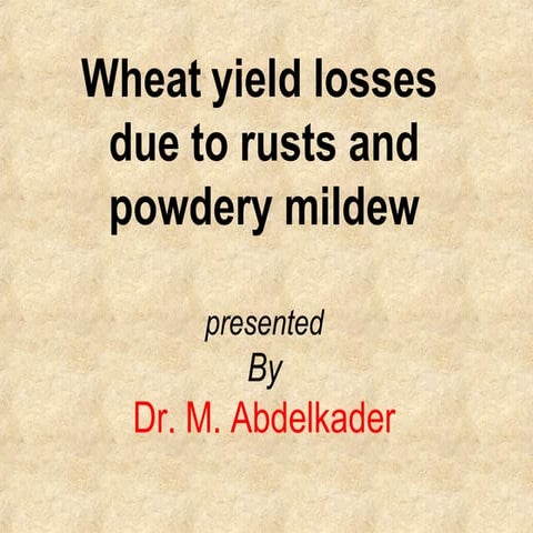 Yield losses dou to wheat rusts and powdery