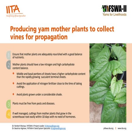 Producing yam mother plants to collect  vines for propagation
