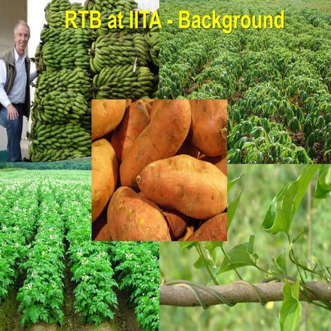 RTB at IITA - Background