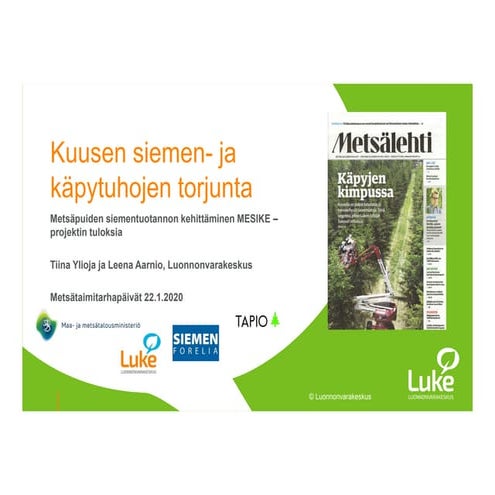 Kuusen siemen- ja käpytuhojen torjunta - Tiina Ylioja, Luke | PPT