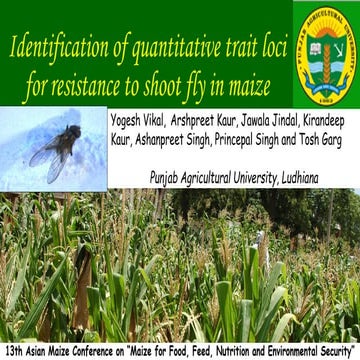 Identification of quantitative trait loci for resistance to shoot fly in maize