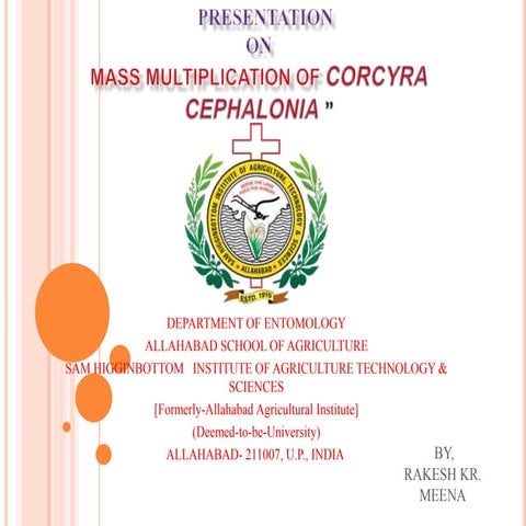 MASS MULTIPLICATION OF Corcyra cephalonia PPT