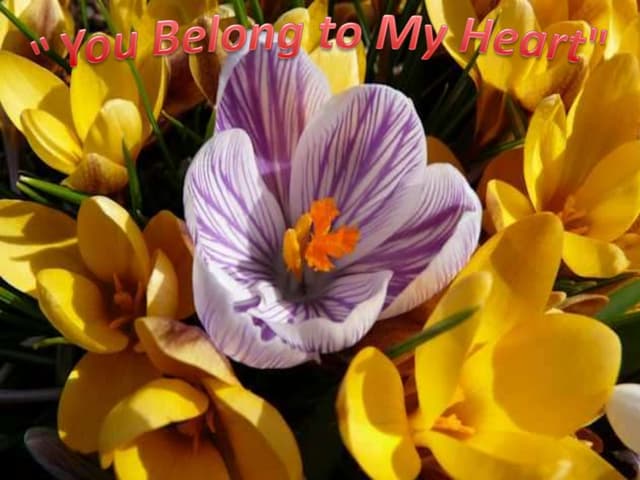 You belong to my heart