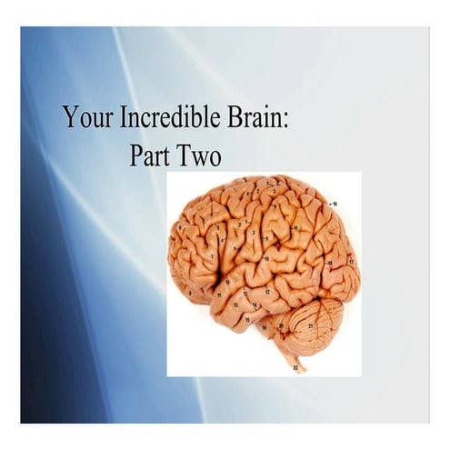 Your Incredible Brain: Part Two