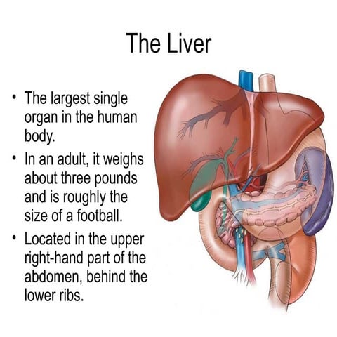 Your liver