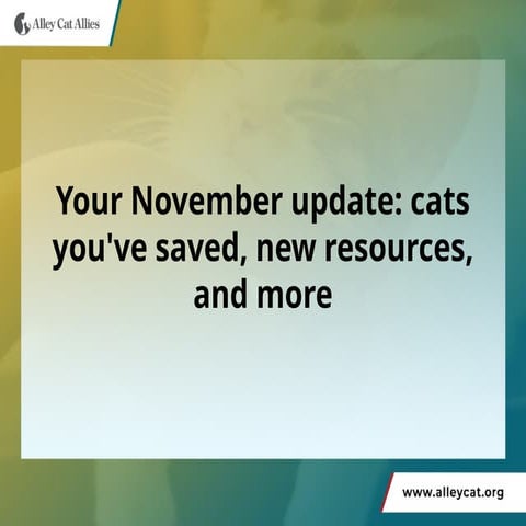Cat Identification Guide | PPTX