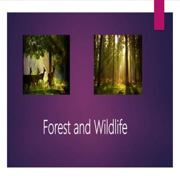 Forest and Wildlife