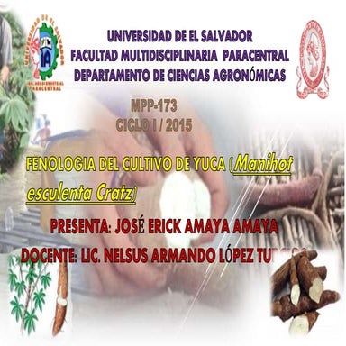 ETAPAS FISIOLÓGICAS DE LA YUCA