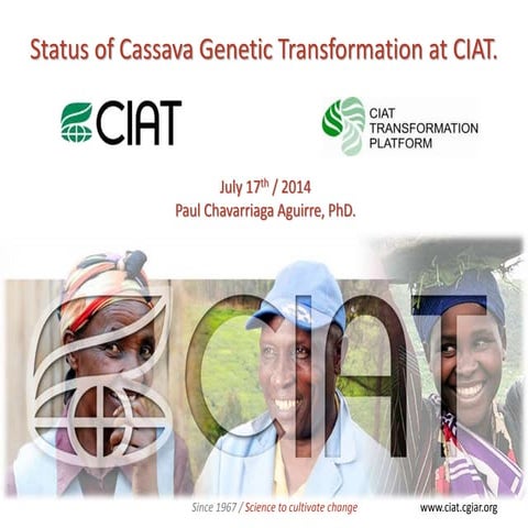 Status of Cassava Genetic Transformation at CIAT. 
