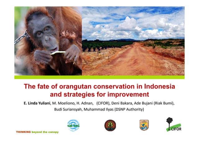 The fate of orangutan conservation in Indonesia and strategies for improvement