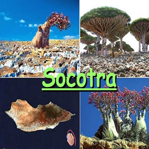 Socatra-Island-Unveiling-the-Mysteries-of-the-Arabian-Peninsula.pptx