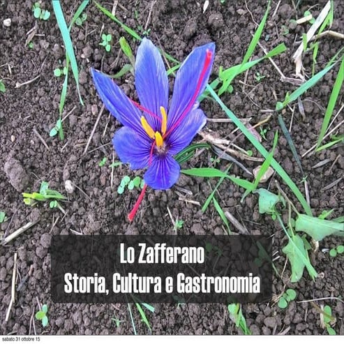 Zafferano: Storia, Cultura, Gastronomia