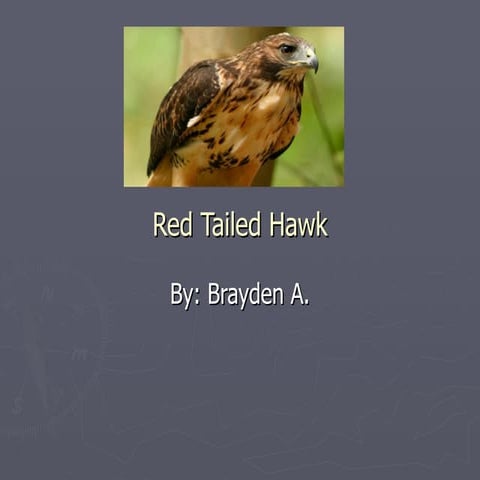Red tailed hawk | PPT