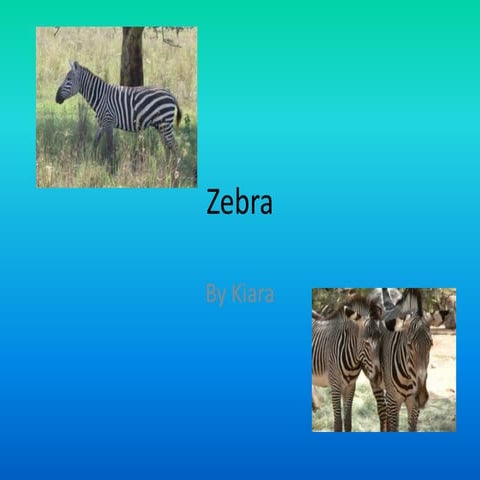 Zebra by Kiara