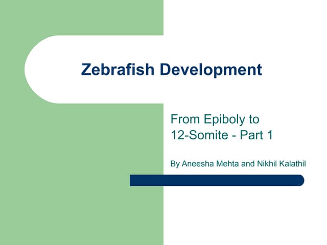 Zebrafish day 2 part 1