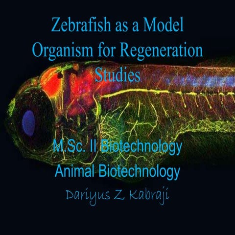 Zebrafish as a model organism for regeneration studies