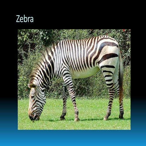 Zebra powerpoint