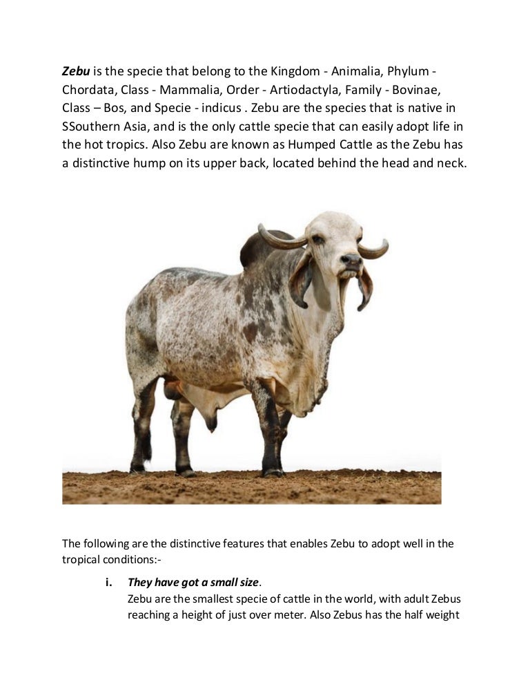 CHARACTERISTICS OF Zebu
