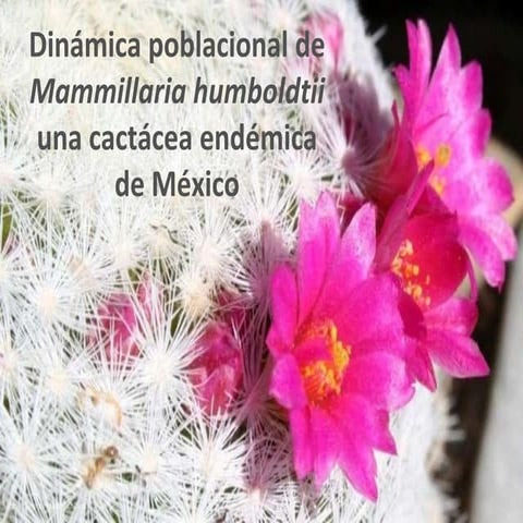 Dinámica poblacional de Mammillaria humboldtii una cactácea endémica de México 