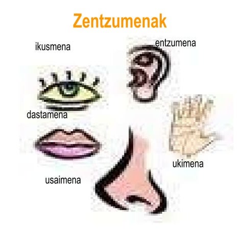 Zentzumen organoak jon_maite_berezi_eta_ceci | PPT