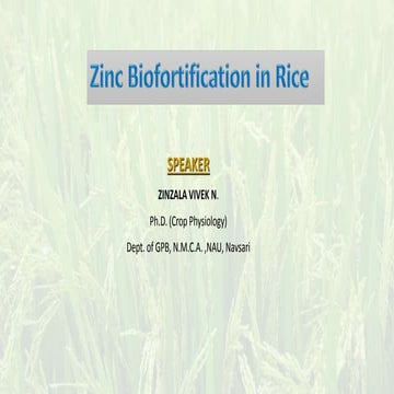 Zinc biofortification in rice