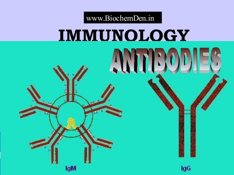What are Antibodies? Types of Antibodies