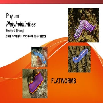 Zoologi Invertebrata semester genap 6 FLATWORMS.pptx