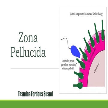 Zona pellucida