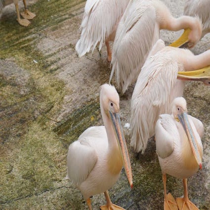 The Egyptian Zoo in Cairo