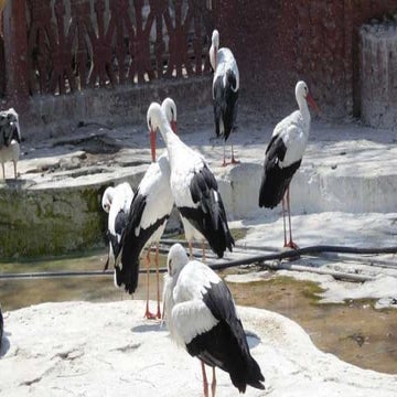 The Egyptian Zoo in Cairo 2015