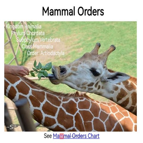 Mammalia classification by deepak rawal | PPTX