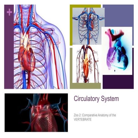 Circulatory System